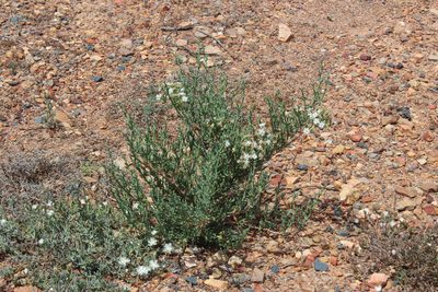 Ruschia multiflora, photographed by Tony Rebelo