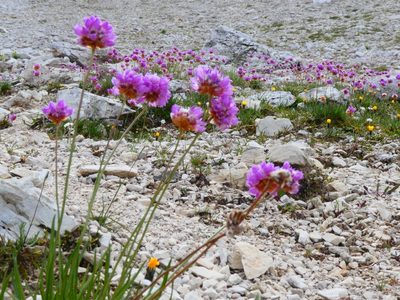 Armeria alpina, photographed by kfa