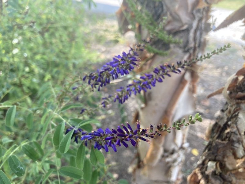 Amorpha laevigata, photographed by David Matthew