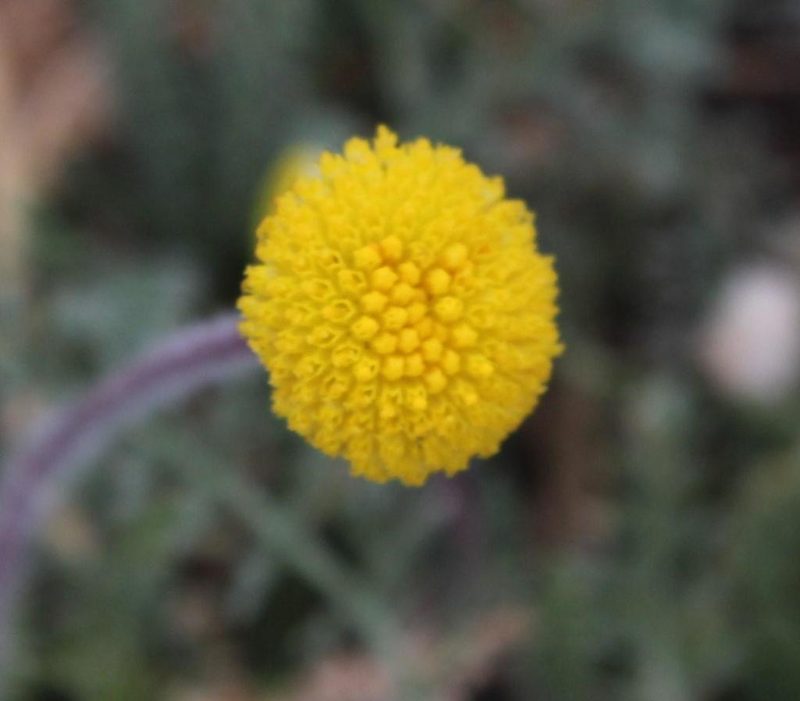 Lasiospermum pedunculare, photographed by Tony Rebelo