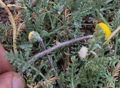 Lasiospermum pedunculare, photographed by Tony Rebelo