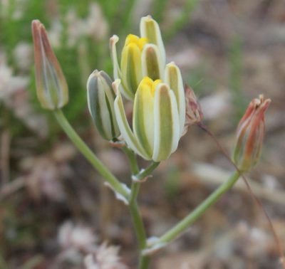 Albuca longipes, photographed by Tony Rebelo