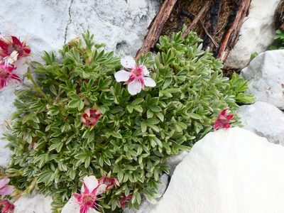 Potentilla nitida, photographed by kfa