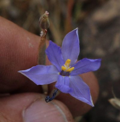 Moraea crispa, photographed by Tony Rebelo