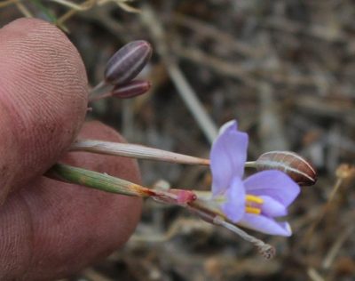Moraea crispa, photographed by Tony Rebelo