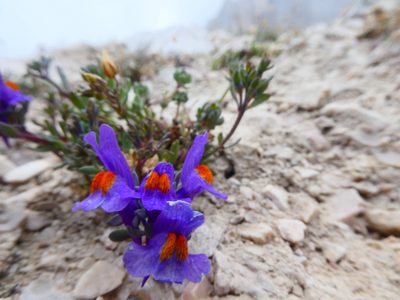 Linaria alpina, photographed by kfa