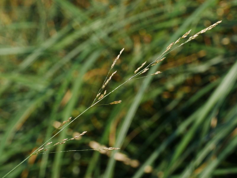 Agrostis clavata, photographed by Jacy Chen