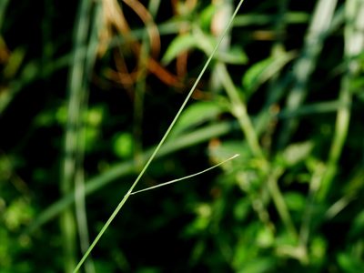 Agrostis clavata, photographed by Jacy Chen