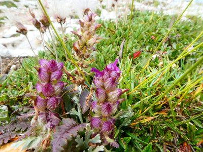 Pedicularis verticillata, photographed by kfa