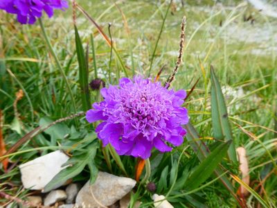 Scabiosa lucida, photographed by kfa