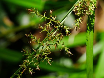 Carex cruciata, photographed by Jacy Chen