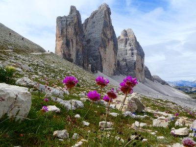 Armeria alpina, photographed by kfa