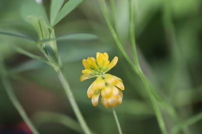 Trifolium aureum, photographed by Steven Bodzin