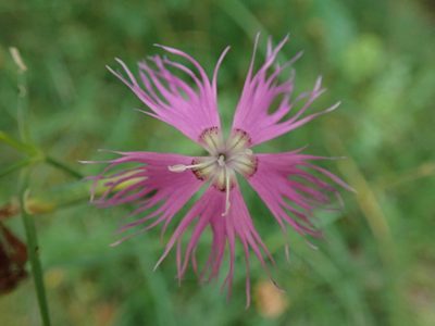 Dianthus hyssopifolius, photographed by bigayon