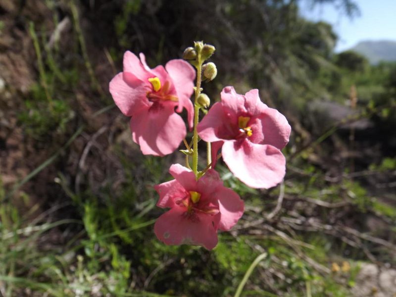Diascia capsularis, photographed by James Deacon