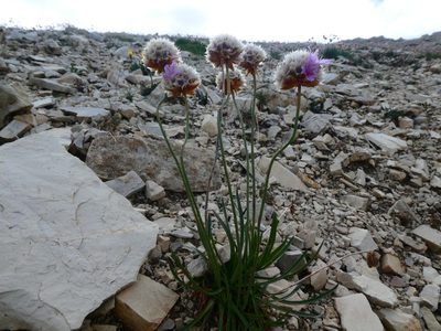 Armeria alpina, photographed by kfa