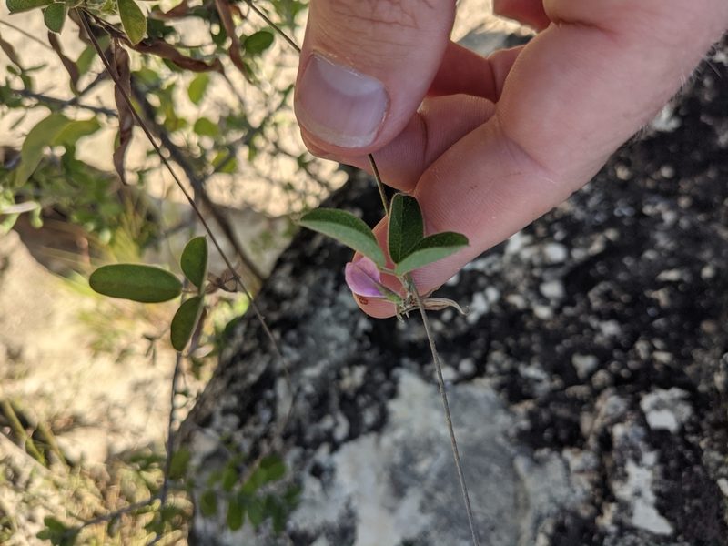 Galactia texana, photographed by Cleveland Powell