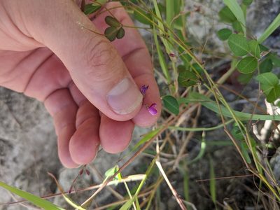 Lespedeza texana, photographed by Cleveland Powell
