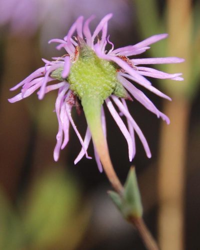 Erepsia aspera, photographed by Tony Rebelo