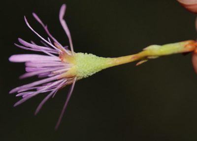 Erepsia aspera, photographed by Tony Rebelo