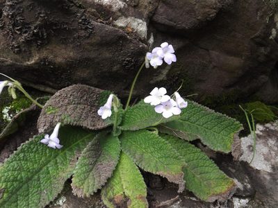 Streptocarpus montigena, photographed by James Deacon