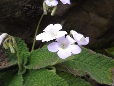 Streptocarpus montigena, photographed by James Deacon