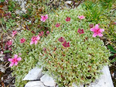 Potentilla nitida, photographed by kfa