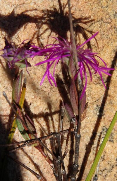 Erepsia gracilis, photographed by Tony Rebelo
