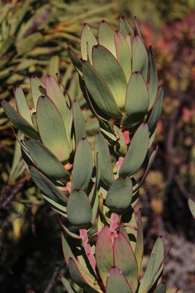 Leucadendron burchellii, photographed by Tony Rebelo