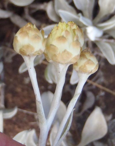 Helichrysum argyrophyllum, photographed by Nicola van Berkel