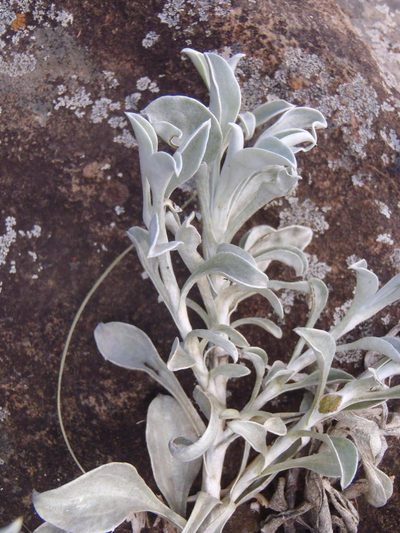 Helichrysum argyrophyllum, photographed by Nicola van Berkel