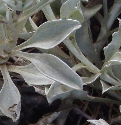 Helichrysum argyrophyllum, photographed by Nicola van Berkel