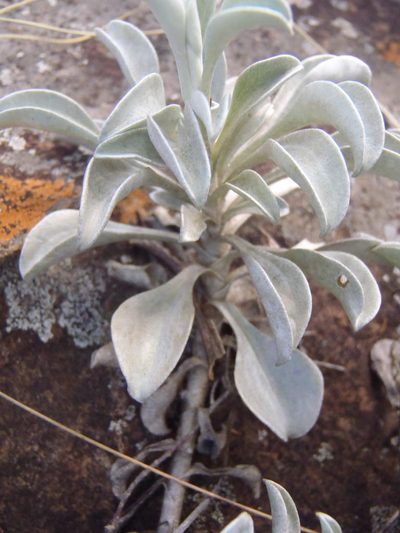 Helichrysum argyrophyllum, photographed by Nicola van Berkel