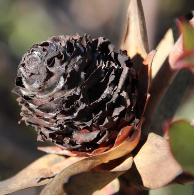 Leucadendron burchellii, photographed by Tony Rebelo