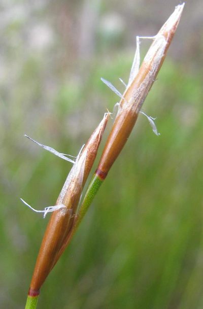 Restio distichus, photographed by douglaseustonbrown