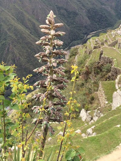 Puya weberbaueri, photographed by Alan Prather
