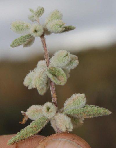 Stachys lamarckii, photographed by Tony Rebelo