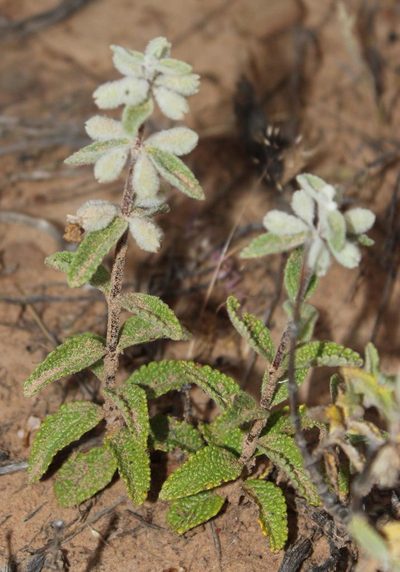 Stachys lamarckii, photographed by Tony Rebelo