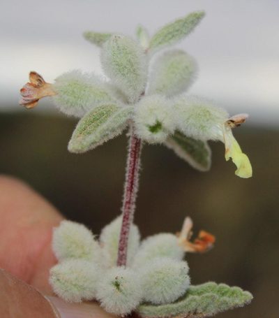 Stachys lamarckii, photographed by Tony Rebelo