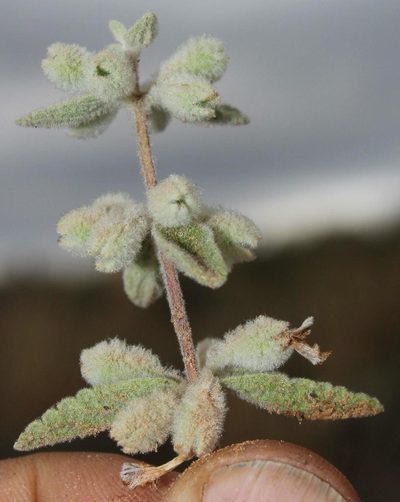 Stachys lamarckii, photographed by Tony Rebelo