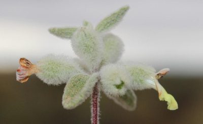 Stachys lamarckii, photographed by Tony Rebelo