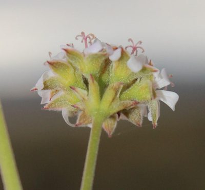 Pelargonium hypoleucum, photographed by Tony Rebelo