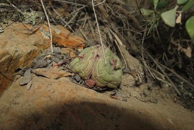 Crassula cremnophila, photographed by Brian du Preez