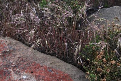 Bromus pectinatus, photographed by Tony Rebelo