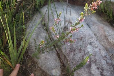 Indigofera sulcata, photographed by Brian du Preez