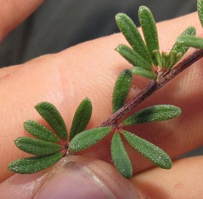 Indigofera sulcata, photographed by Brian du Preez
