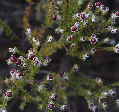 Phylica lanata, photographed by Tony Rebelo