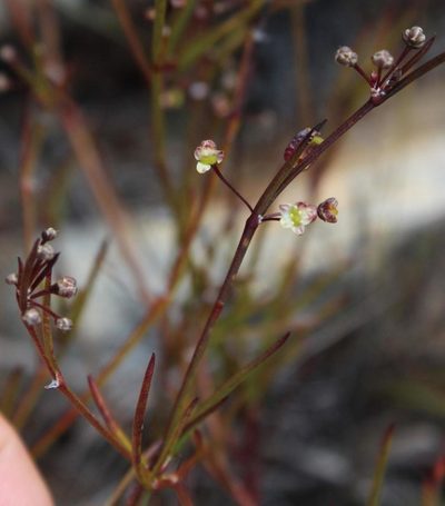 Centella linifolia, photographed by Tony Rebelo