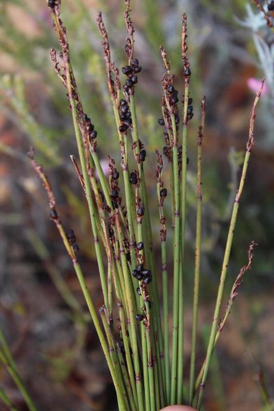 Elegia galpinii, photographed by Tony Rebelo