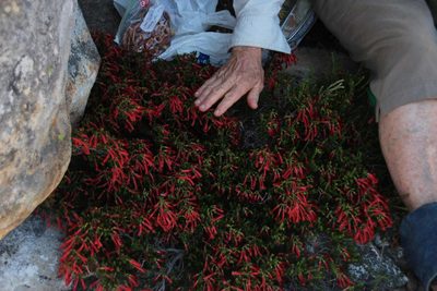 Erica haematosiphon, photographed by Tony Rebelo